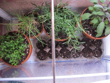 It fits quite a few plants if you can be creative.  The bottom catches water.