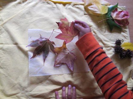 For either version (wax paper or contact paper) have your child place their leafy treasures on the paper.  Contact paper is better for toddlers and younger kids as there is not ironing necessary.